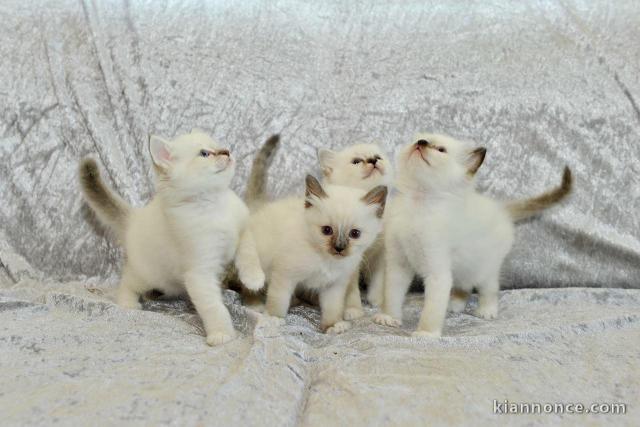 Chatons sacrée de Birmanie 