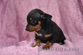 chiot chiot pinscher-nain trois mois