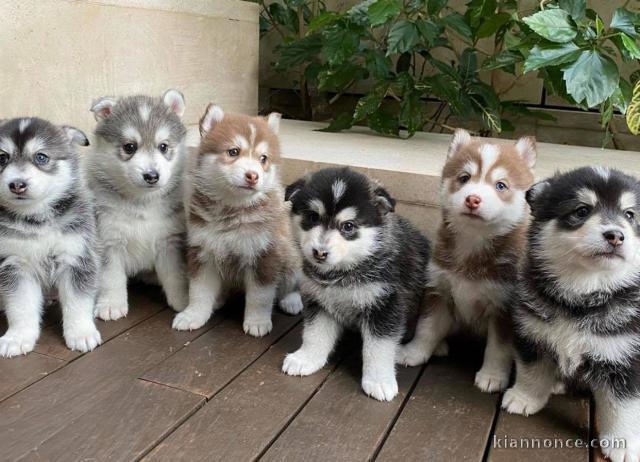 magnifiques Chiots Husky Sibérien LOF 1 mâle et femelles