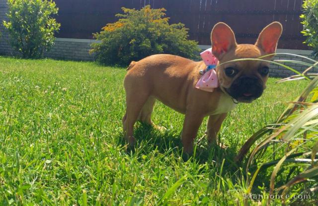 À donner chiot bouledogue français femelle rouge fauve