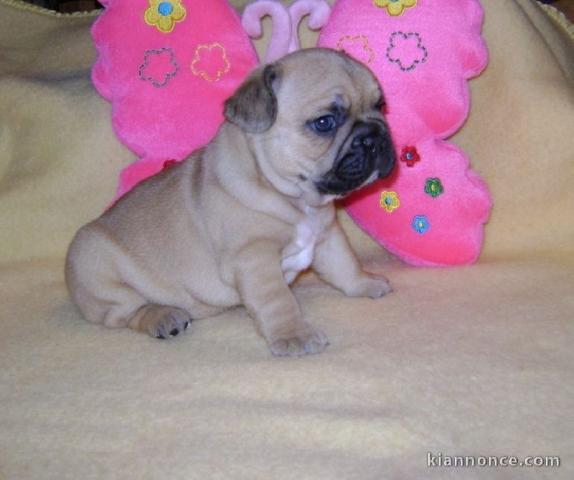 À donner chiot bouledogue français femelle rouge fauve