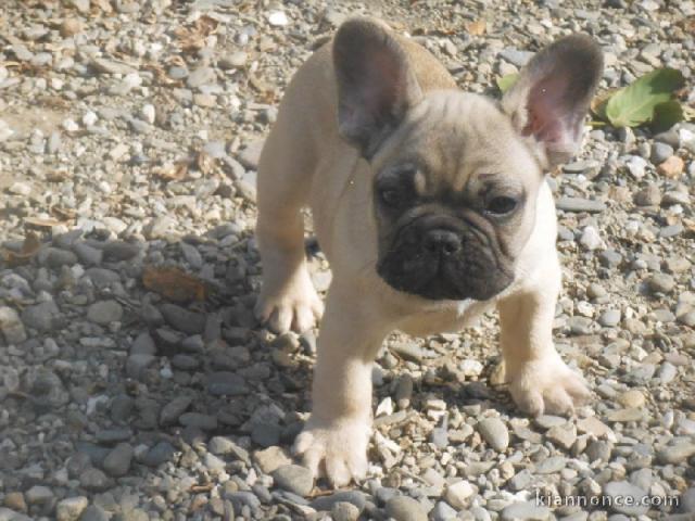 À donner chiot bouledogue français femelle rouge fauve