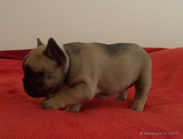 À donner chiot bouledogue français femelle rouge fauve