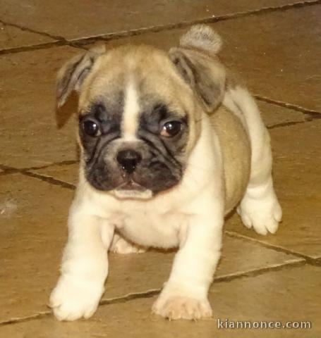 À donner chiot bouledogue français femelle rouge fauve