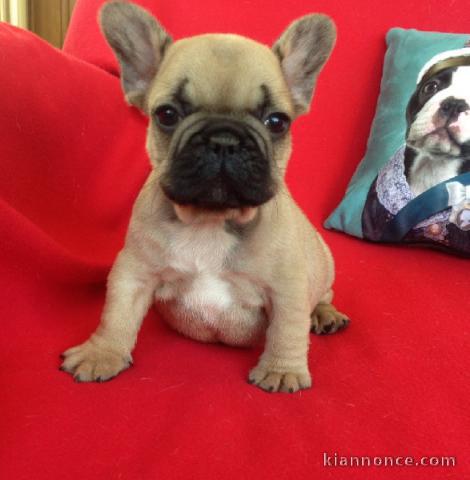 À donner chiot bouledogue français femelle rouge fauve