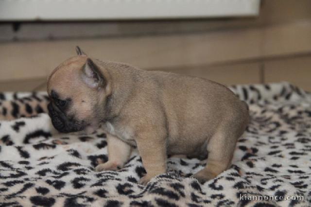 À donner chiot bouledogue français femelle rouge fauve