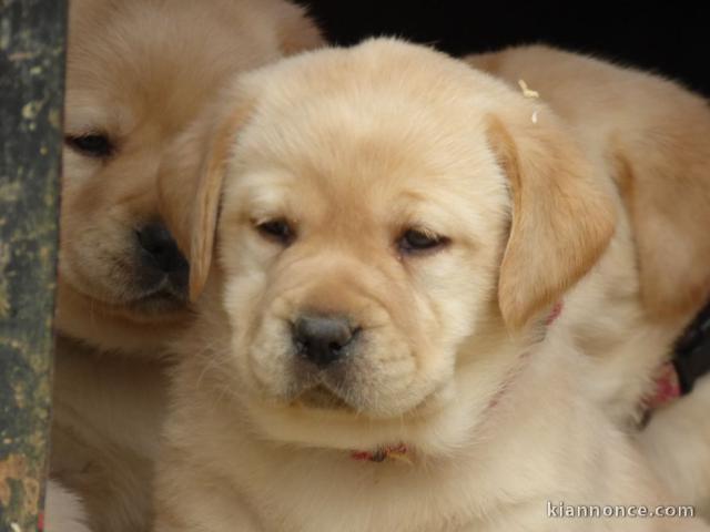 chiots golden retriever LOF Portée de 6 chiots : 3 mâles et 3 fem