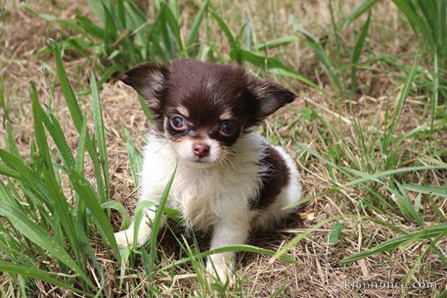 Magnifiques bébés chihuahua non LOF sur une portée de 4 chiots