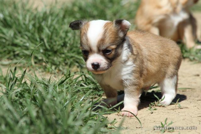 Magnifiques bébés chihuahua non LOF sur une portée de 4 chiots.