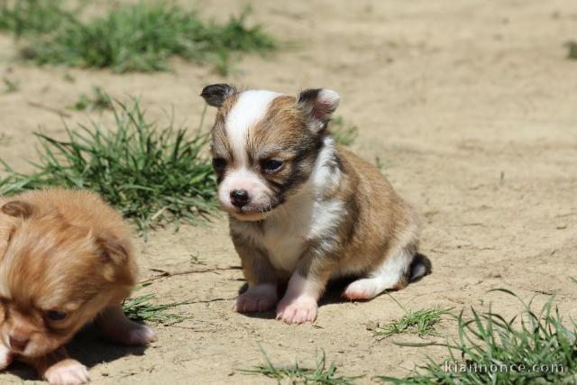 Donner chiot bébés chihuahua femelle