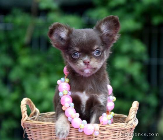 Donner chiot bébés chihuahua femelle,pucés et vaccinés