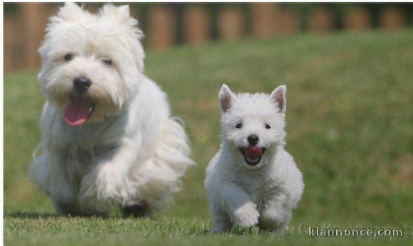 Adorables Chiots Westie Pure Race