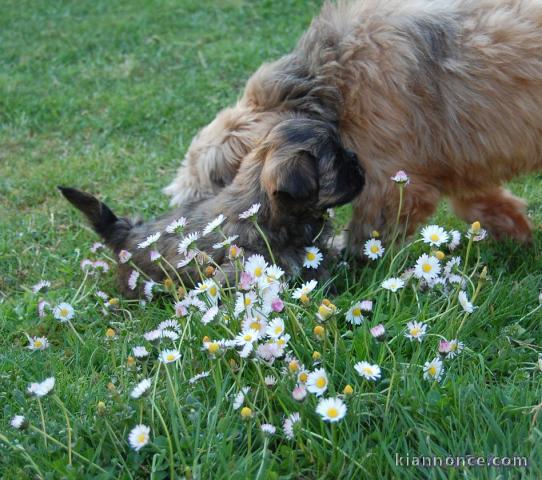  Superbes Chiots Lhassa Apso Pure Race