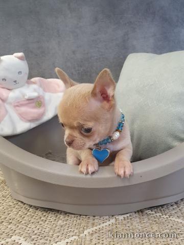 Adorable Chiot type chihuahua