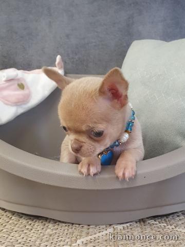 Adorable Chiot type chihuahua