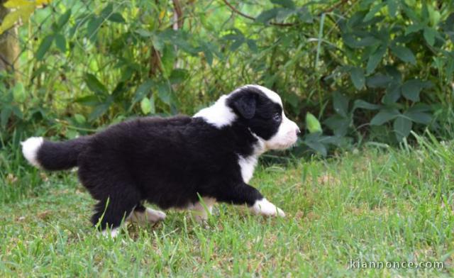 chiots Border collie lof a donner