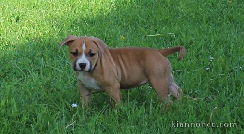 Chiot american staffordshire terrier lof a donner