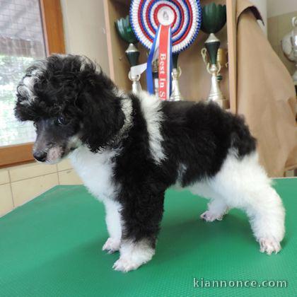 chiots Caniche  lof a donner