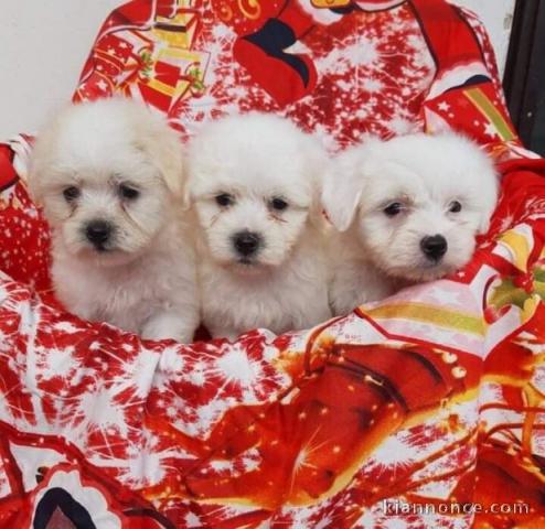 magnifiques chiots Bichon havanais de trois mois