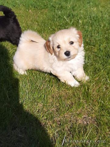 chiot bichon havanais lof a donner