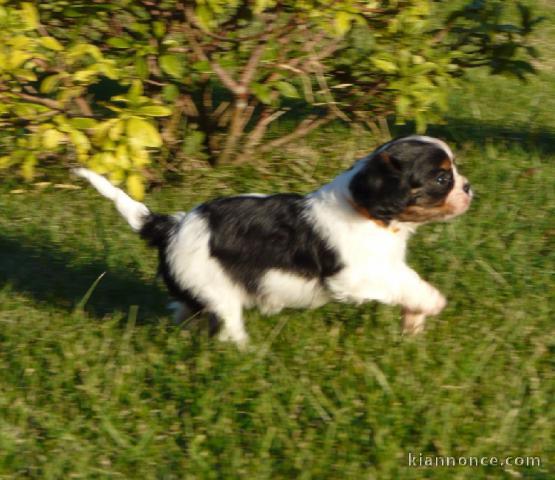 Chiots Cavaliers King Charles LOF a donner