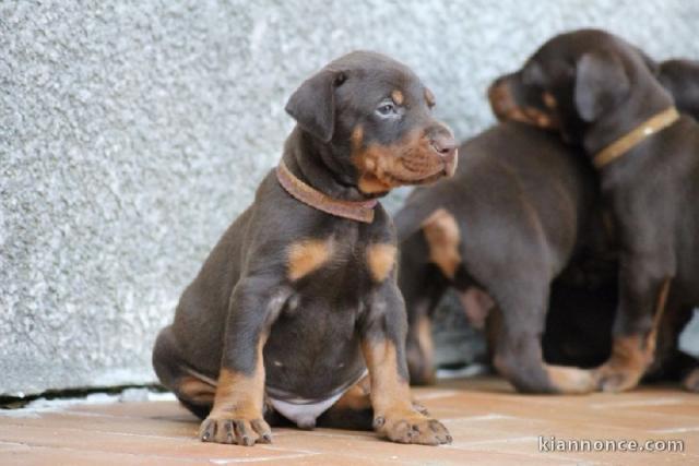 Magnifique chiots dobermann a donner