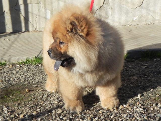 Donne charmantes chiots chow chow pour la vie