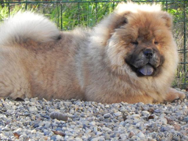 Charmantes chiots chow chow très bonne pour la vie