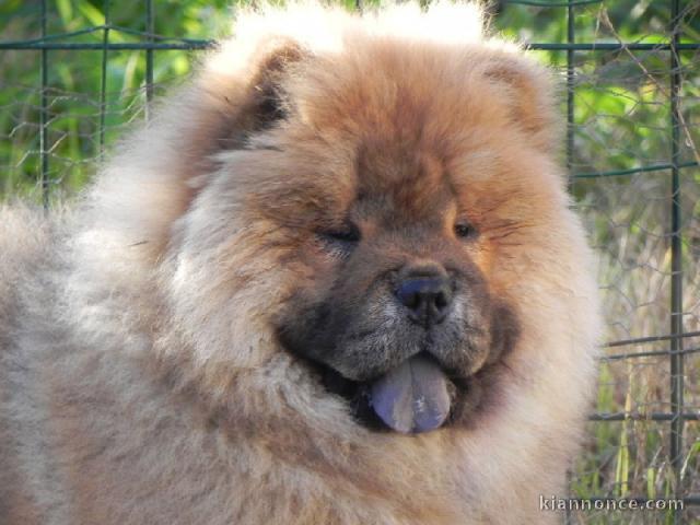 Charmantes chiots chow chow très bonne pour la vie