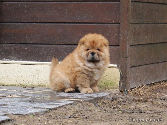 Charmantes chiots chow chow très bonne pour la vie