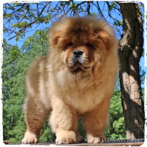 Charmantes chiots chow chow très bonne pour la vie