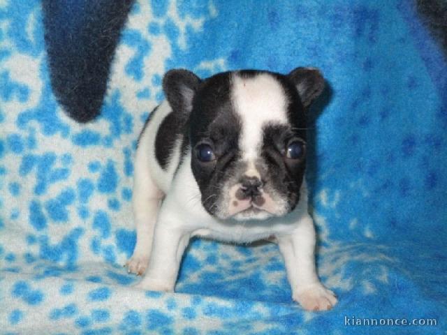 Chiot bouledogue français couleur particuliere