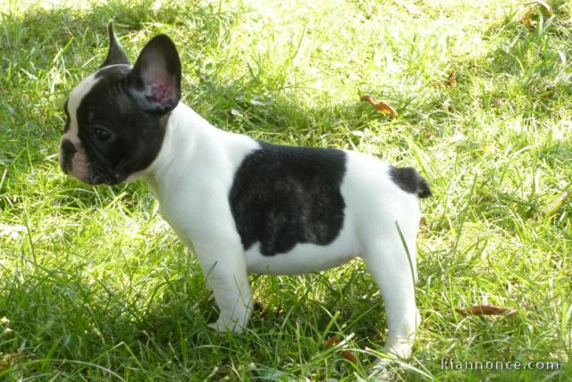 Chiot bouledogue français couleur particuliere