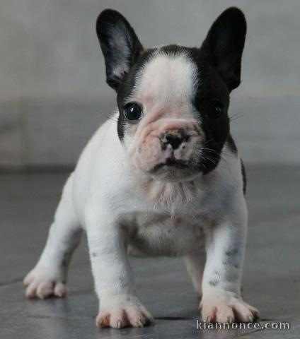 Chiot bouledogue français couleur particuliere