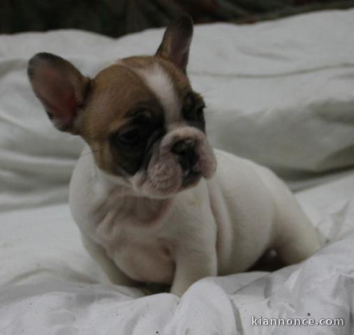 Chiot bouledogue français couleur particuliere