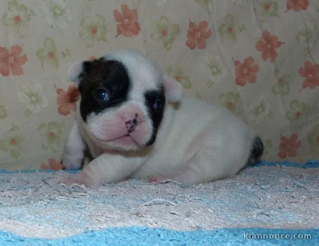 Chiot bouledogue français couleur particuliere