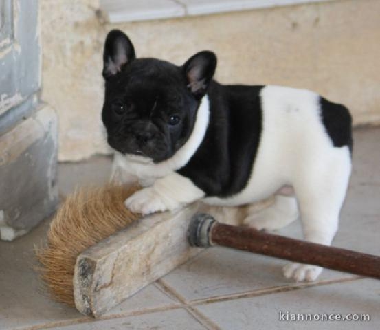 Chiot bouledogue français couleur particuliere