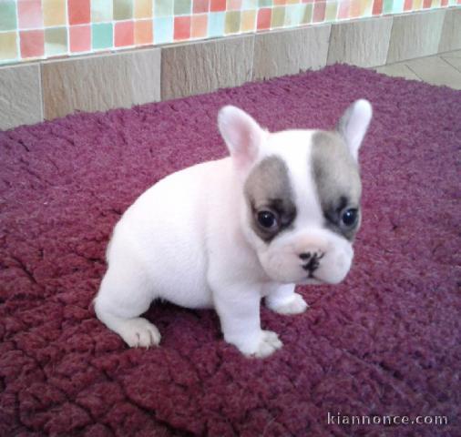 Chiot bouledogue français couleur particuliere