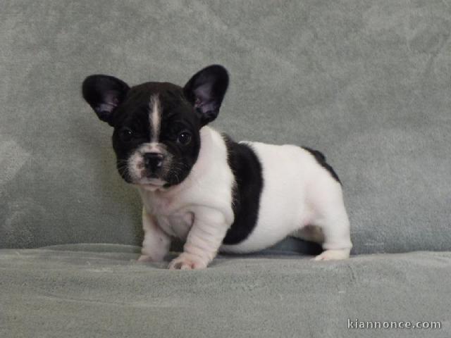 Chiot bouledogue français couleur particuliere