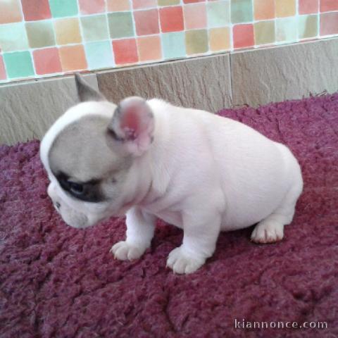 Chiot bouledogue français couleur particuliere