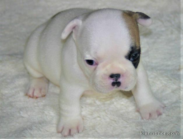 Chiot bouledogue français couleur particuliere