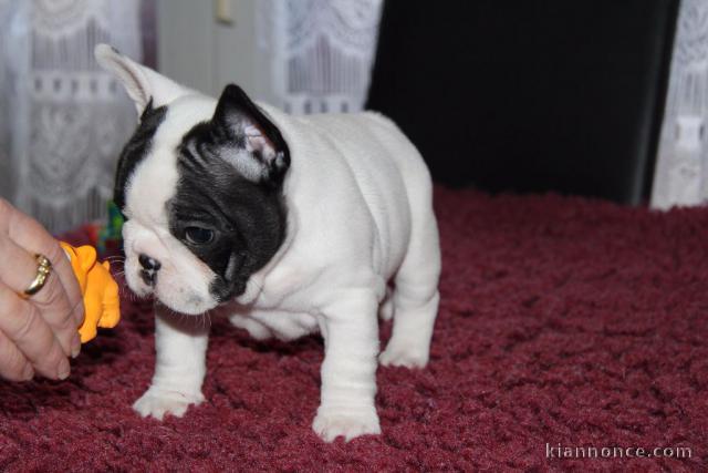 Chiot bouledogue français couleur particuliere