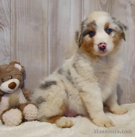 Offrez chiot berger australien femelle très gentille,affectueuse