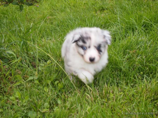 Cedez chiot berger australien femelle très gentille,affectueuse