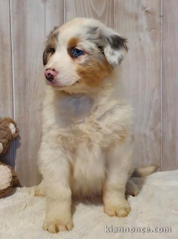 Cedez chiot berger australien femelle très gentille,affectueuse