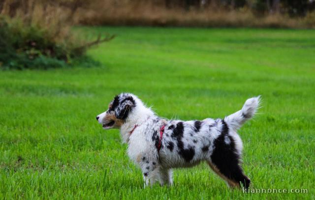 Cedez chiot berger australien femelle très gentille,affectueuse