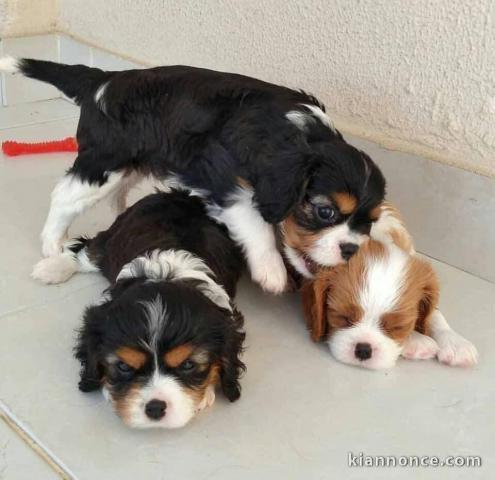 Chiots Cavalier King Charles Spaniel