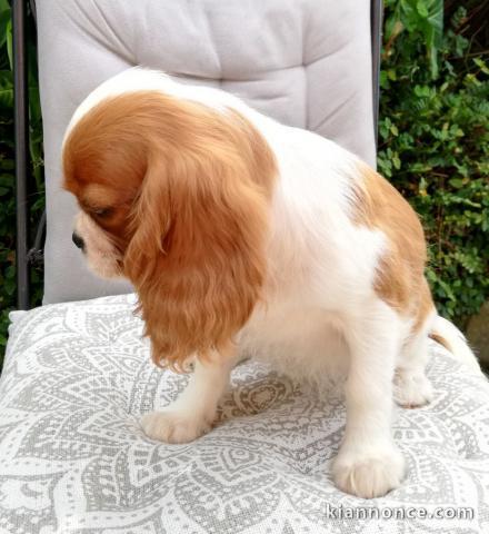 Chiots Cavalier King Charles Spaniel