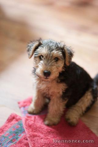 chiot airdela terrier trois mois