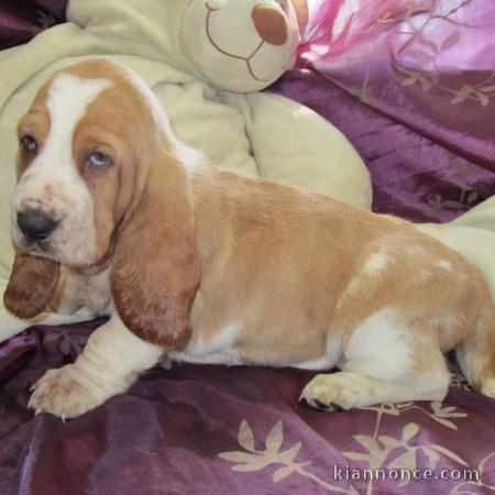 chiot chiot basset hound trois mois